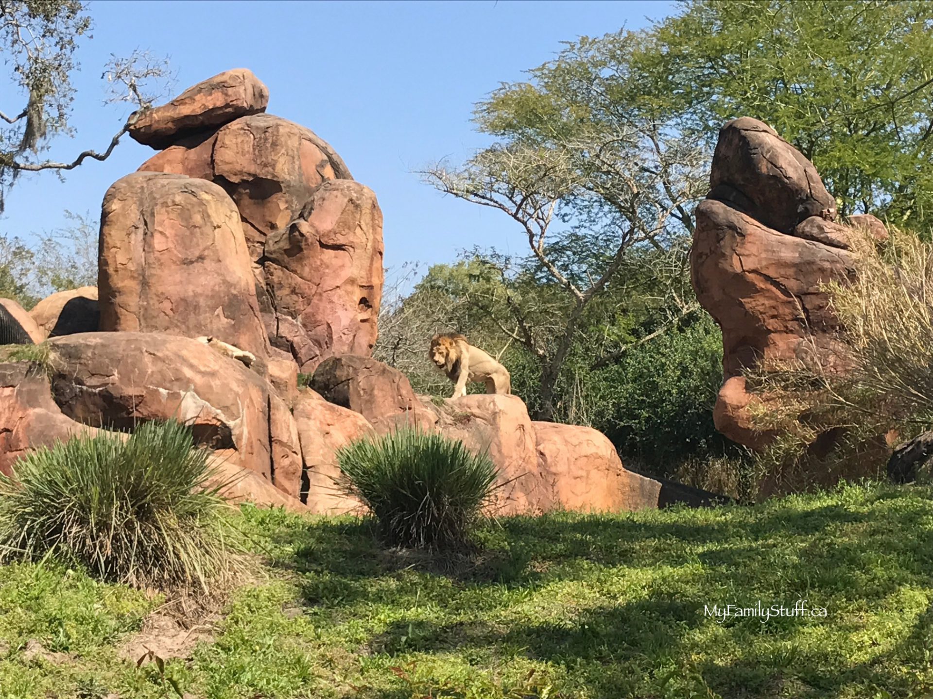 Park Hopping between Epcot and Disney's Animal Kingdom #DisneyVacayCA