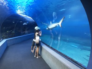 Maui Ocean Center Open Ocean Tunnel