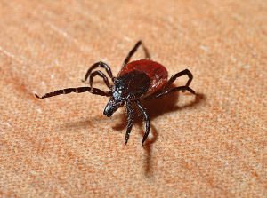 Tick lyme disease