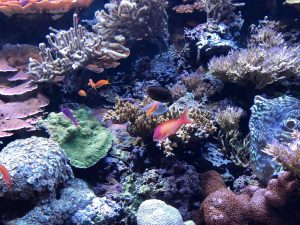 Seattle Aquarium tropical fish